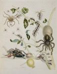 Марија Сибила Мериан (Maria Sibylla Merian) - slika 2