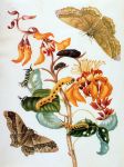 Марија Сибила Мериан (Maria Sibylla Merian) - slika 3
