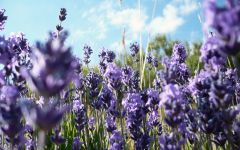 Lavanda - slika 1
