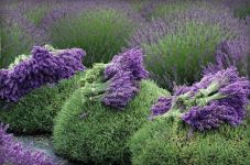 Lavanda - slika 3