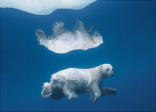 Polarni medved