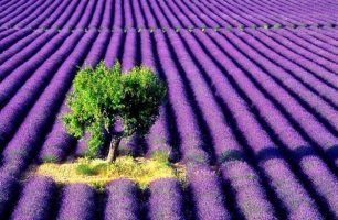 Lavanda