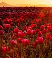 Život je... - Majka Tereza