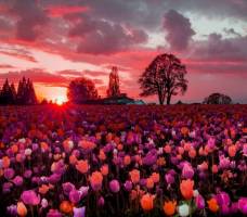 Proleće, a ja venem - Desanka Maksimović