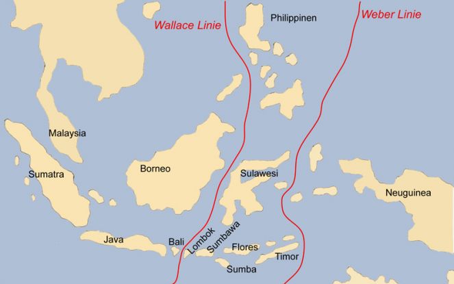 Veberova linija – zona prelaska azijskog i australijskog sveta